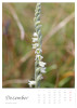 Dezember || Spiranthes spiralis (L.) Chevall. | Herbst-Wendelähre || ©  Manuel Dieterle 2020