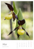 Mai || Cypripedium calceolus L. | Frauenschuh || ©  Manuel Dieterle 2020