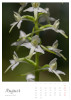 August || Platanthera bifolia (L.) Rich. | Weisses Breitkölbchen || ©  Manuel Dieterle 2020